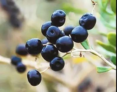 護眼食物沒少吃，為何眼睛不見好？