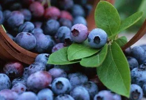 眼睛干澀吃什么水果好？